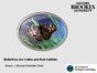Part 1_Butterflies and moths and their habitats_Broookes branded_narrated.pdf